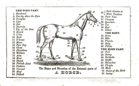 Horse establishment Words More Answer .